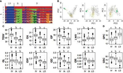 Genetic architecture and candidate gene identification for grain size in bread wheat by GWAS